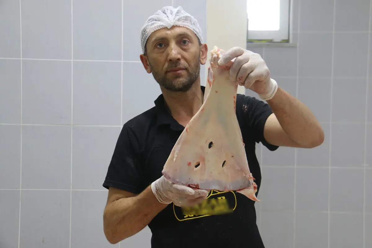 Sivas’ta Asırlık Gelenek Sürdürülüyor: Kürek Kemikleri Büyüye Karşı Kırılıyor Sivas’ta Asırlık Gelenek Sürdürülüyor: Kürek Kemikleri Büyüye Karşı Kırılıyor
