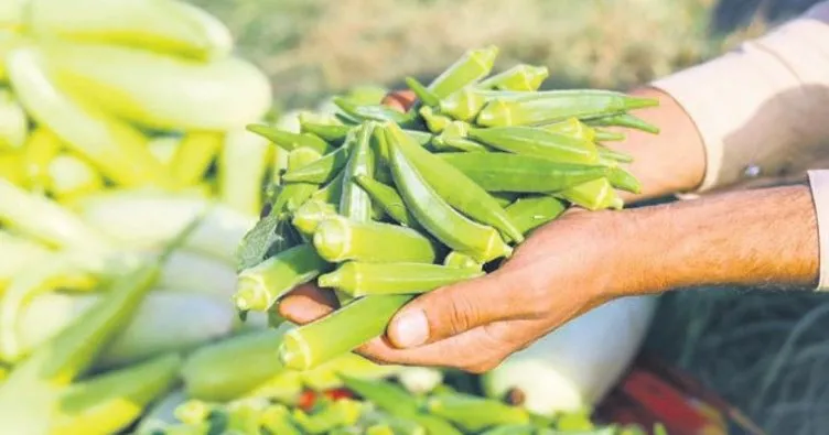 Kilo Vermek İsteyenlere Destek: Bamya Suyu Etkisi ve Hazırlama Yöntemi