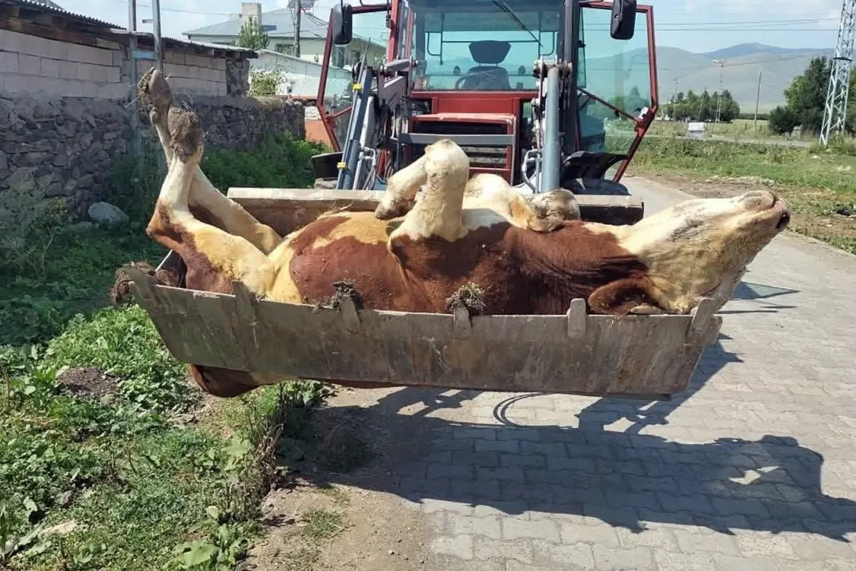 Hayvan Ölümleri Artıyor: Şap Alarmı Hayvan Ölümleri Artıyor: Şap Alarmı