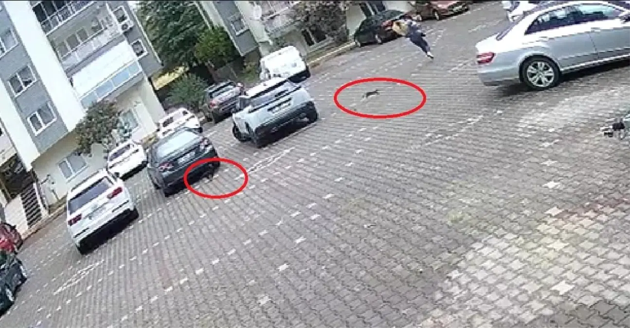 Bursa’da Yavru Kedilerle Renkli Kovalamaca Bursa’da Yavru Kedilerle Renkli Kovalamaca