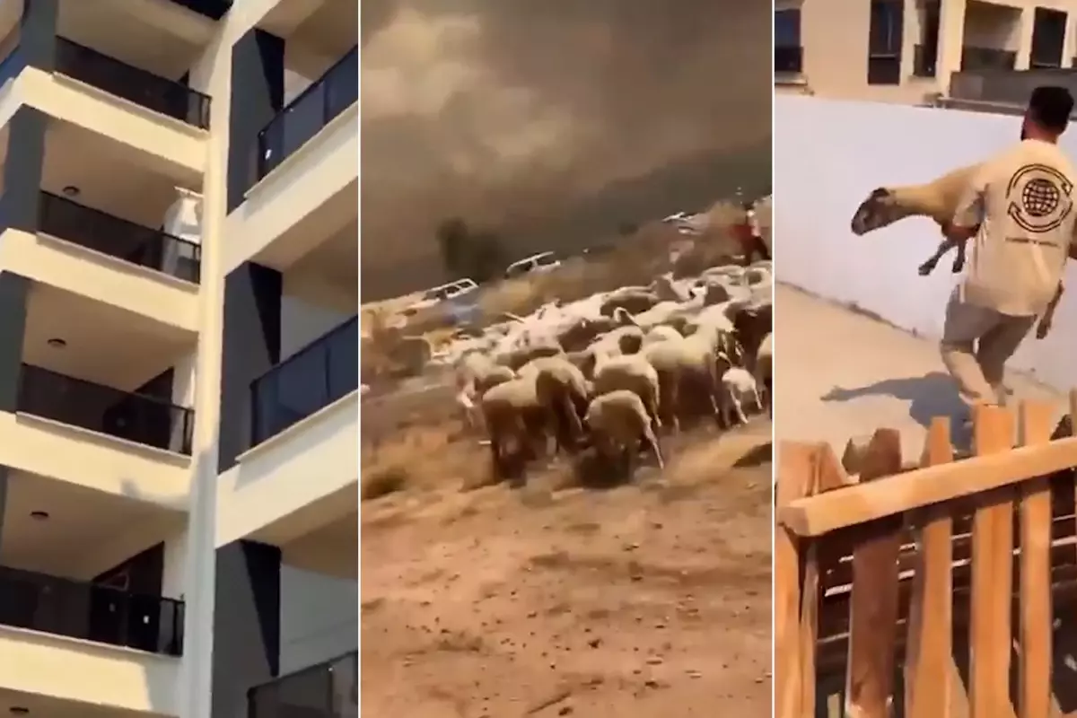 Çanakkale Yangınında Çoban ve Koyunları Siteye Alınmadı