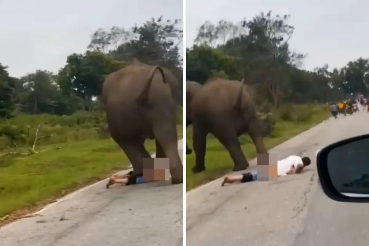 Hindistan’da Fil ile Selfie Çekmek İsteyen Turist Ağır Yaralandı