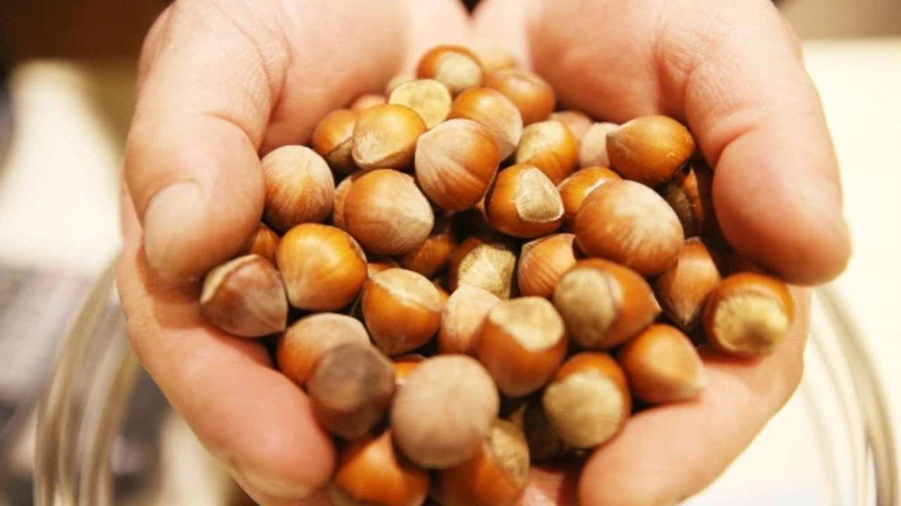Karadeniz’de Organik Fındıkta Yeni Dönem: Üreticiden Halka Satış 20 Ağustos’ta Başlıyor