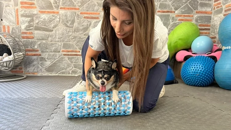 Görme Engelli Obez Köpek 'Mia', Pilates ve Yüzmeyle Zayıflıyor! "Sürekli Yemek Yiyip Yatmak İstiyordu"
