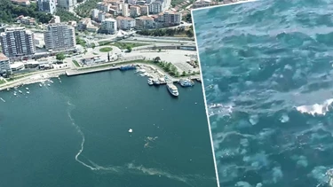 Marmara Denizi'nde denizanası yoğunluğu balıkçılığı tehdit ediyor Marmara Denizi'nde denizanası yoğunluğu balıkçılığı tehdit ediyor