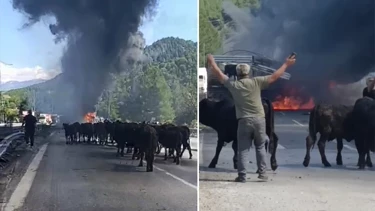 Adana'da TIR Yangını: Sürücü Hayvanları Son Anda Kurtardı Adana'da TIR Yangını: Sürücü Hayvanları Son Anda Kurtardı