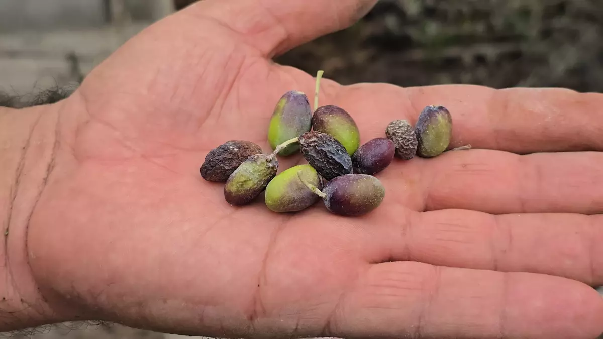 Kuraklık Halhalı Zeytin Rekoltesini Vurdu: Üreticiler Zor Durumda Kuraklık Halhalı Zeytin Rekoltesini Vurdu: Üreticiler Zor Durumda