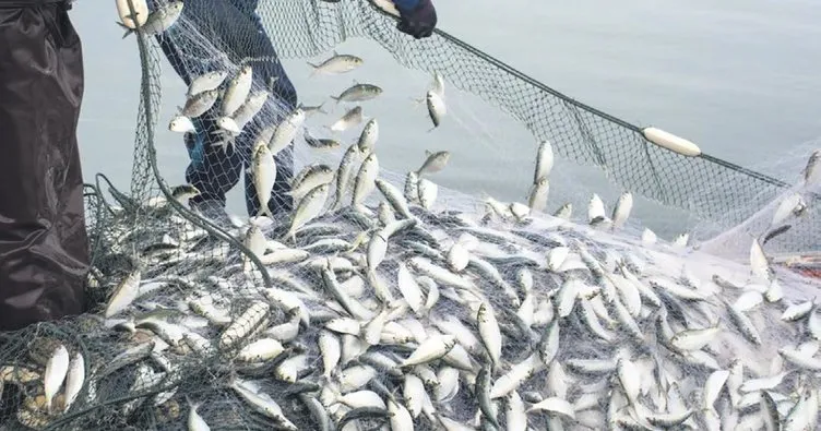 Balık Sezonu Açıldı: Haftada 2 Kez Balık Tüketin, Bağışıklığınızı Güçlendirin Balık Sezonu Açıldı: Haftada 2 Kez Balık Tüketin, Bağışıklığınızı Güçlendirin