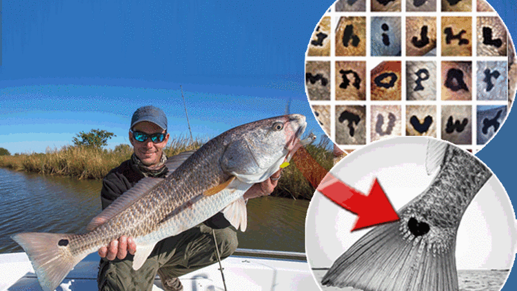 Redfish Balıklarının Kuyruklarındaki Gizemli Desenler Merak Uyandırıyor