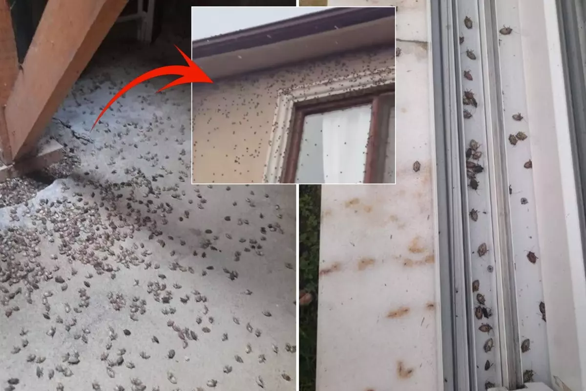 Kahverengi Kokarca Türkiye’yi Sarıyor: Uzmanlardan Toplu Mücadele Çağrısı