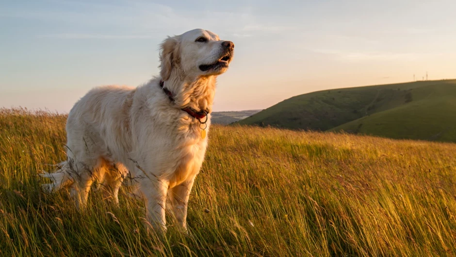 Köpekler Neden Konuşamıyor? Bilimsel Araştırmalardan Şaşırtıcı Yanıtlar