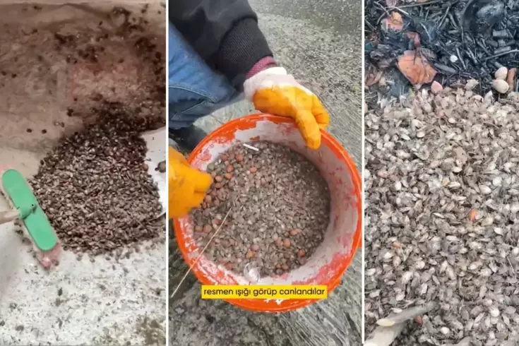 Türkiye'nin Öteki Gündemi: Kahverengi Kokarca Alarmı Genişliyor Türkiye'nin Öteki Gündemi: Kahverengi Kokarca Alarmı Genişliyor