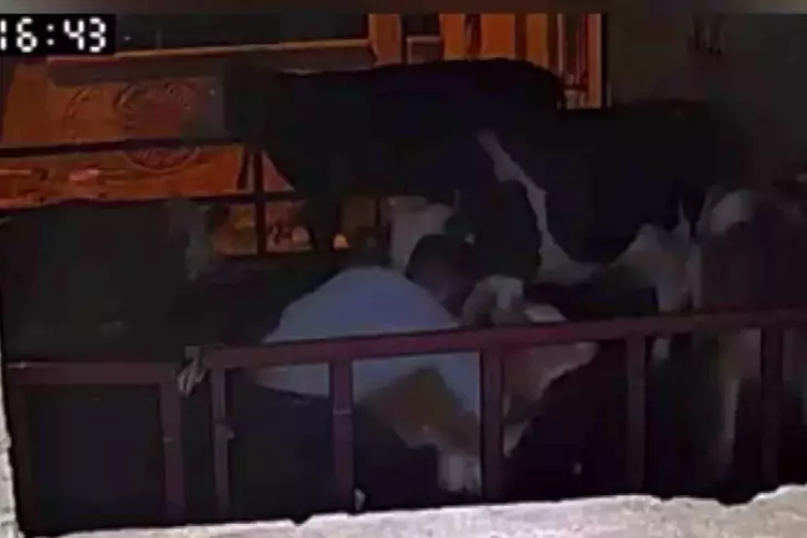 Adıyaman’da Çiftlikten Buzağı Çalındı, Güvenlik Kamerası Her Anı Kaydetti
