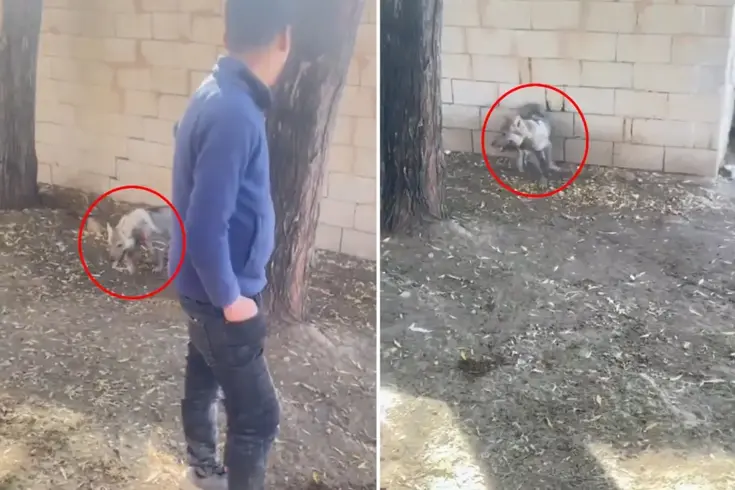 Van’da Yavru Kurda Tasmayla Bağlama Tepki Çekti