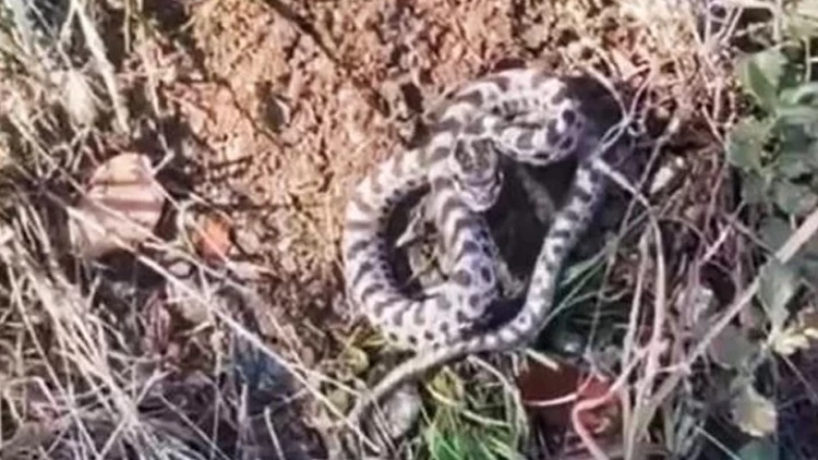 Karabük’te Mantar Ararken Zehirli Engerek Yılanıyla Karşılaştı Karabük’te Mantar Ararken Zehirli Engerek Yılanıyla Karşılaştı