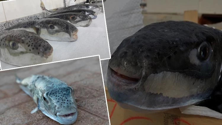 Balon Balığı Tehlikesi Yayılıyor: 27 Kişi Hayatını Kaybetti