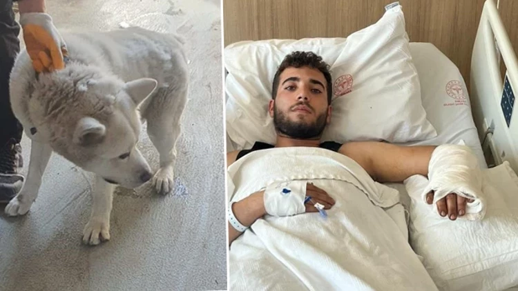 İşyerindeki Köpeğin Saldırısına Uğradı: "Önce Kafamdan, Sonra Kolumdan Isırdı"