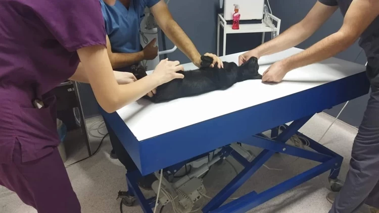Kedileri Av Tüfeğiyle Vurarak Öldürdüğü İddia Edilen Şüpheliye 3 Yıla Kadar Hapis Talebi