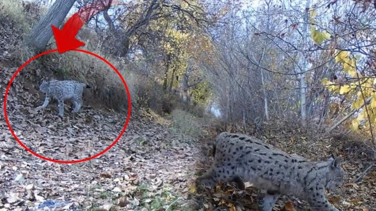 Erzincan’da Nadir Görülen Vaşak Fotokapana Yakalandı Erzincan’da Nadir Görülen Vaşak Fotokapana Yakalandı