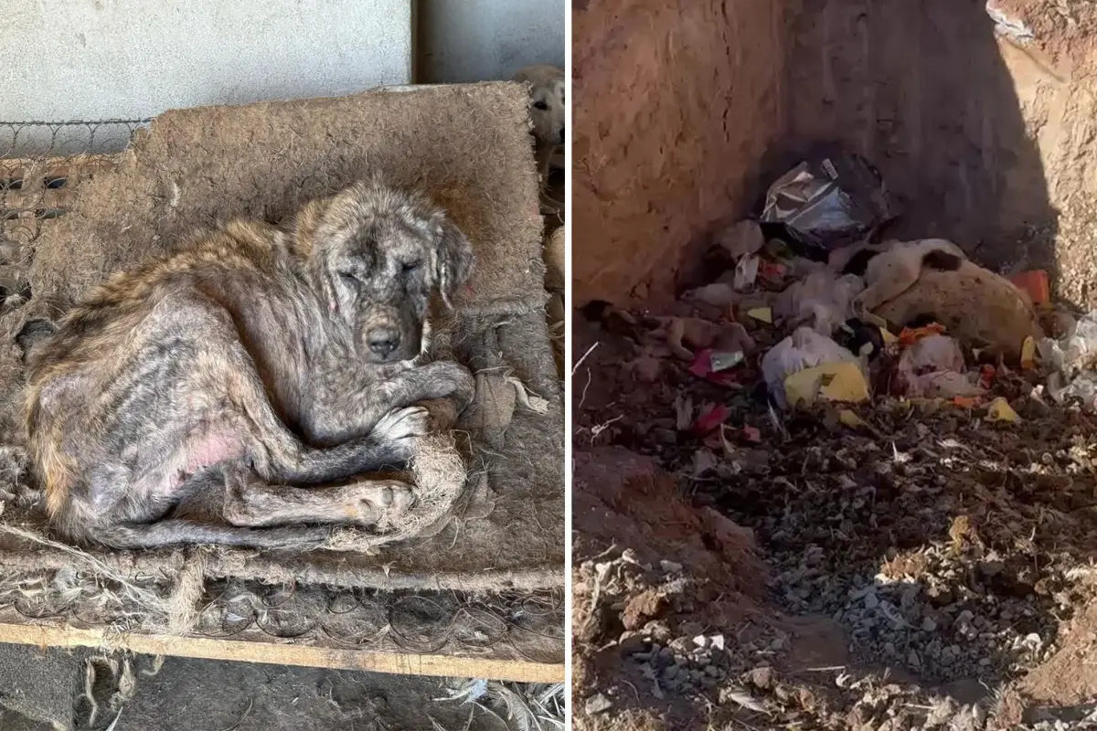 Denizli'de Sözde Barınakta Skandal: Aç Bırakılan Köpekler Birbirini Yedi