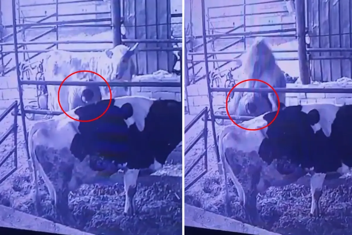 Ahırda Kameraya Yansıyan Anlar Sosyal Medyada Gündem Oldu
