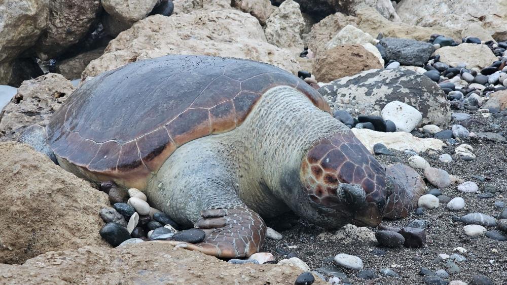 Mersin Sahilinde Bir Caretta Caretta Daha Ölü Bulundu: 15 Günde 7’nci Vaka Mersin Sahilinde Bir Caretta Caretta Daha Ölü Bulundu: 15 Günde 7’nci Vaka