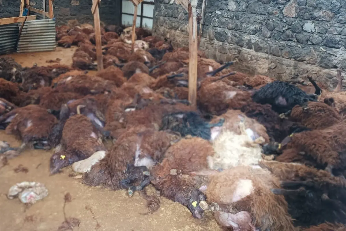 Kars’ta 200 Koyununu Kaybeden Aileye Umut Oldular Kars’ta 200 Koyununu Kaybeden Aileye Umut Oldular