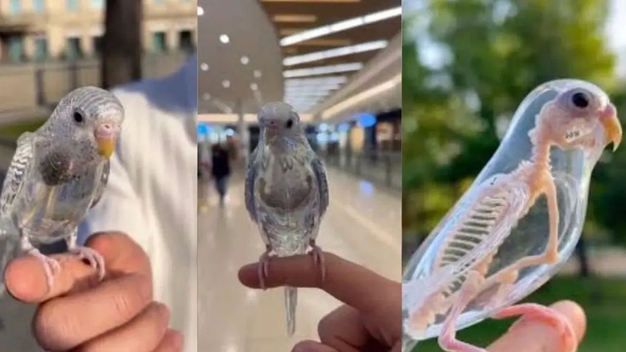 Şeffaf Güvercin, Muhabbet Kuşu Gerçek Mi?