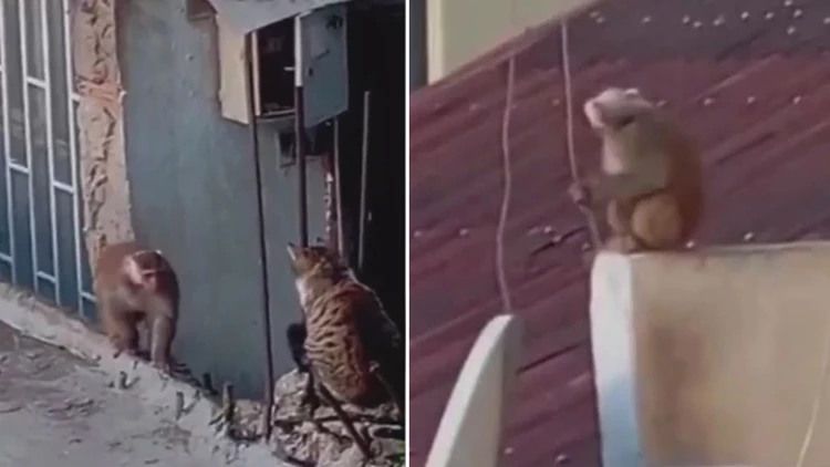 Kadıköy’de İş Yerinden Kaçıp Çatılarda Dolaşan Makak Maymunu Koruma Altına Alındı Kadıköy’de İş Yerinden Kaçıp Çatılarda Dolaşan Makak Maymunu Koruma Altına Alındı