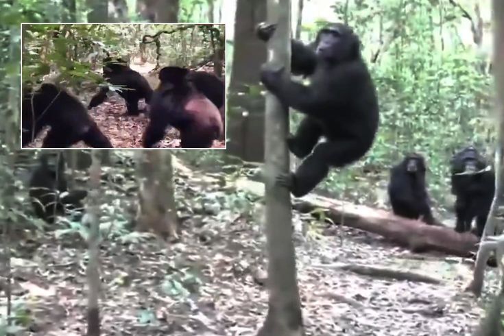 Şempanze İç Şavaşı Nedir, Uganda’daki Ngogo Grubunda Ne Oldu? Şempanze İç Şavaşı Nedir, Uganda’daki Ngogo Grubunda Ne Oldu?