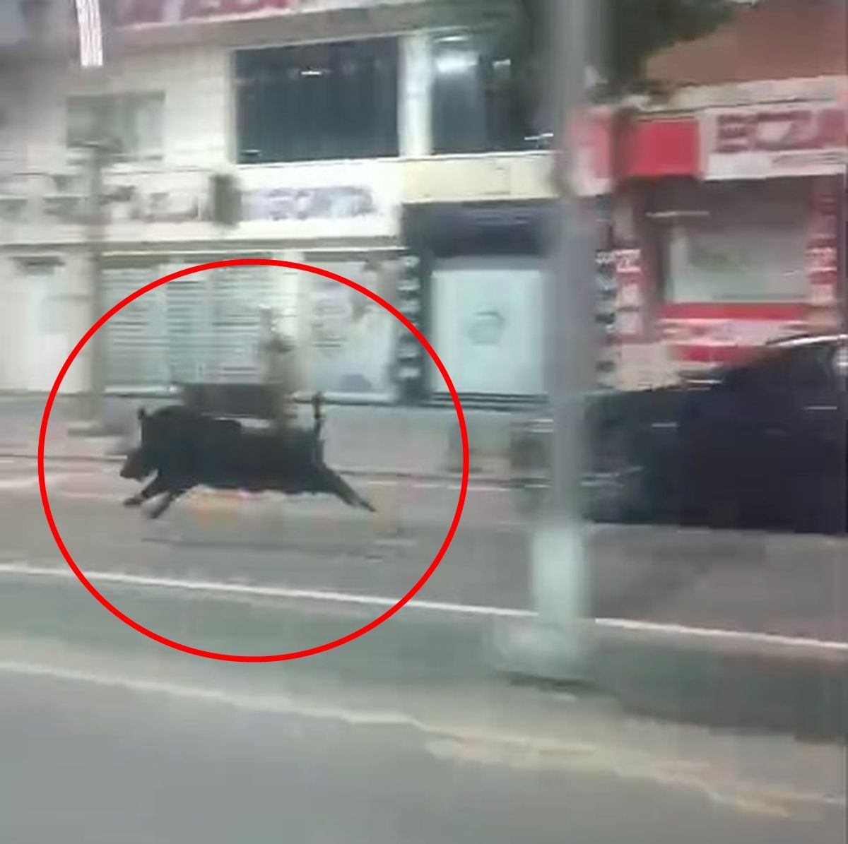 Batman’da Yaban Domuzu Şehir Merkezinde 3 Kişiye Saldırdı