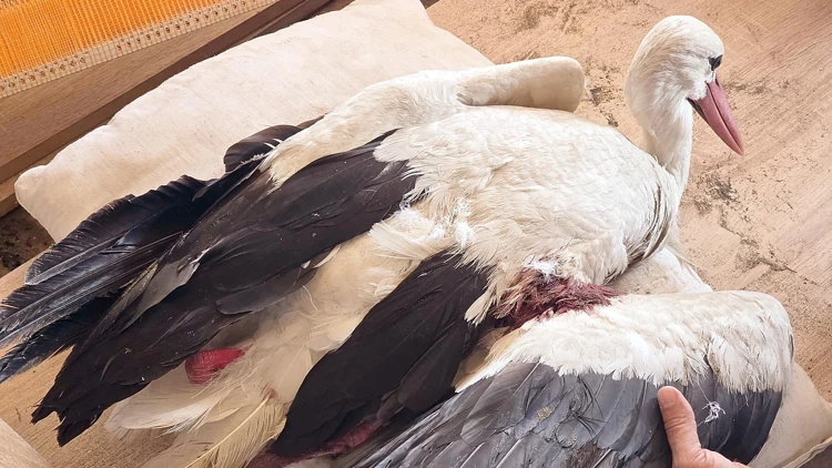 Bu Ne Vicdansızlık Hatay’da 2 Ayda 53 Leylek Vuruldu Yasadışı Avcılığa Tepki Bu Ne Vicdansızlık Hatay’da 2 Ayda 53 Leylek Vuruldu Yasadışı Avcılığa Tepki