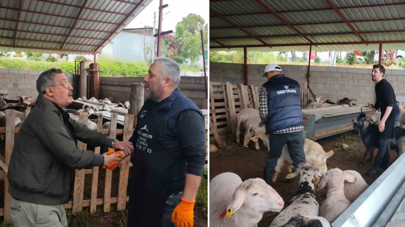 Mersin’de Kurbanlık Satışları Başladı Fiyatlar 20 Bin Liradan 400 Bin Liraya Kadar Çıkıyor