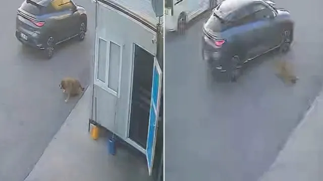 Afyonkarahisar'da Köpeğe Çarpan Sürücü Durmadan Uzaklaştı