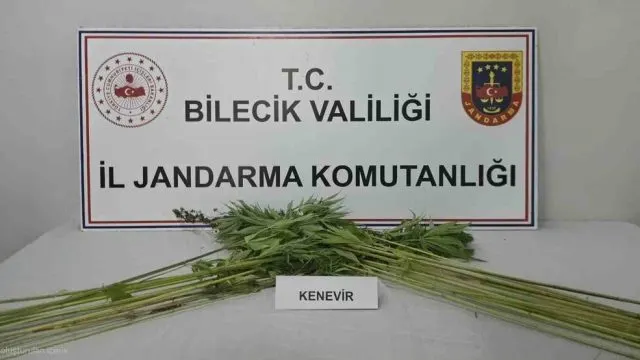 Bilecik Pazaryeri'nde Tarla Aramasında Ekili Kenevir Bulundu Bilecik Pazaryeri'nde Tarla Aramasında Ekili Kenevir Bulundu