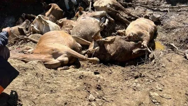 Sivas'ta Artan Dere 16 Büyükbaş Hayvanın Ölümüne Yol Açtı