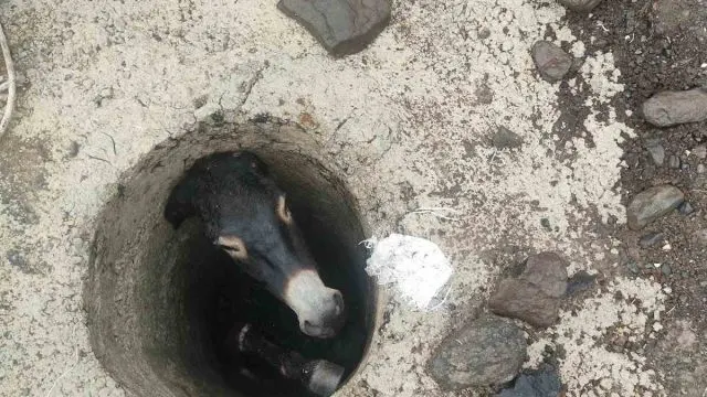 Karakoçan'da Kuyuya Düşen Eşek Halatla Kurtarıldı Karakoçan'da Kuyuya Düşen Eşek Halatla Kurtarıldı