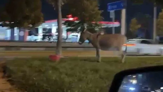 İzmir Yolu’nda Eşeğini Ağaca Bağlayıp Bölgeden Ayrıldı İzmir Yolu’nda Eşeğini Ağaca Bağlayıp Bölgeden Ayrıldı