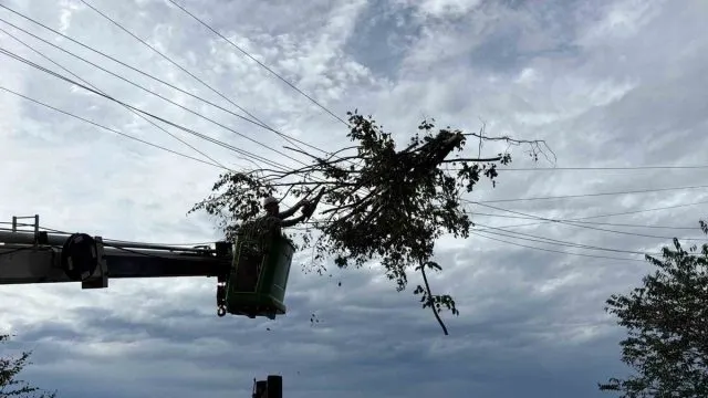 Hopa'da Devrilen Ağaç Enerji Hatlarına Zarar Verdi Hopa'da Devrilen Ağaç Enerji Hatlarına Zarar Verdi