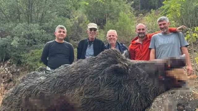 Bilecik'te Mısır Tarlalarını Talan Eden 350 Kiloluk Domuz Vuruldu Bilecik'te Mısır Tarlalarını Talan Eden 350 Kiloluk Domuz Vuruldu