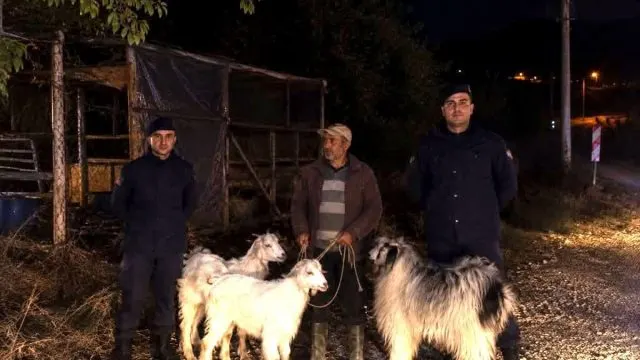 Bilecik Söğüt'te Kayıp 5 Küçükbaş Hayvan Bulundu