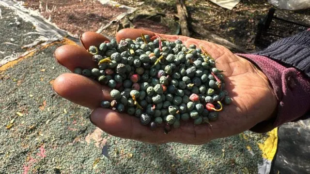Akseki'de Menengiç Hasadı Başladı: Yağı 1.200 Liradan Satılıyor