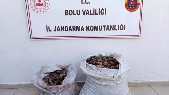 Bolu’da İ̇zinsiz 60 Kilogram Salyangoz Toplayan 2 Kişi Yakalandı