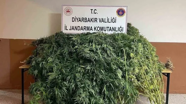 Diyarbakır'da Jandarma Operasyonlarında 57 Bin 702 Kök Kenevir Ele Geçirildi