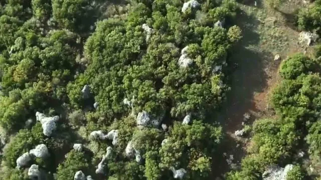 Altınözü’nde Hazine Arazisine Ekilen 56 Kök Skunk Ele Geçirildi