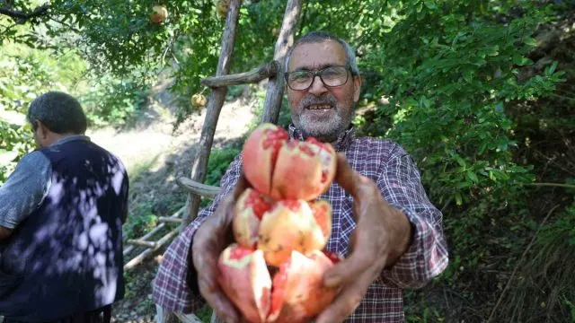 Kozan'da Kuytucak Narında Hasat Heyecanı: 350 Ton Ürün Bekleniyor