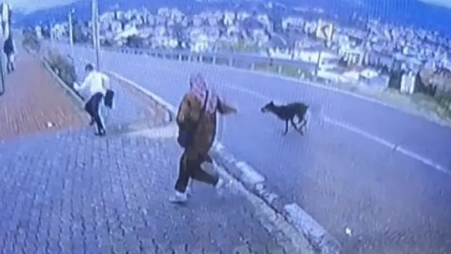 Orhangazi'de Minibüs Durağındaki Köpek Paniği Çocuğu Yaraladı