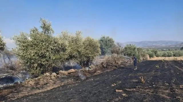 Hassa Ardıçlı'da Zeytinlik Ve Anız Yangınına Hızlı Müdahale