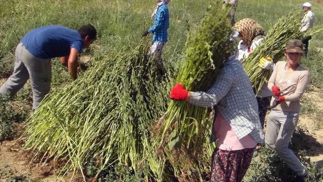 Gökova Susamında Hasat Başladı, Japonya’dan Suşi Talebi Sürüyor Gökova Susamında Hasat Başladı, Japonya’dan Suşi Talebi Sürüyor