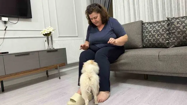 Mardinli Ailenin Panda Suratlı Köpek Mağduriyeti İddiası